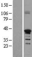 ZNF488 Human Over-expression Lysate