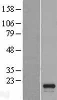 C16orf55 (SPATA33) Human Over-expression Lysate