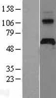 APCDD1 Human Over-expression Lysate