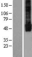 KIR2.3 (KCNJ4) Human Over-expression Lysate