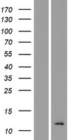 TMEM196 Human Over-expression Lysate