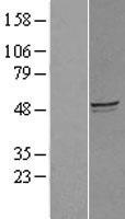 GCOM1 (MYZAP) Human Over-expression Lysate