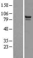 PTPDC1 Human Over-expression Lysate