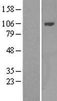 PIK3AP1 Human Over-expression Lysate
