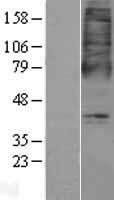 OXER1 Human Over-expression Lysate