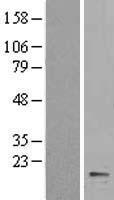 Cytochrome b5 (CYB5A) Human Over-expression Lysate