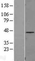 C8orf72 (FAM110B) Human Over-expression Lysate