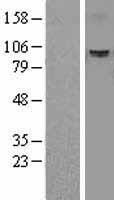 ZKSCAN5 Human Over-expression Lysate