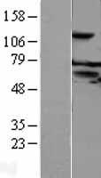 FAM55C (NXPE3) Human Over-expression Lysate
