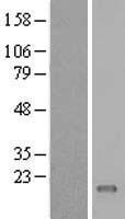 C11orf45 Human Over-expression Lysate