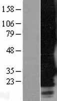 MRGPRF Human Over-expression Lysate