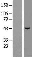 NDUFAF7 Human Over-expression Lysate