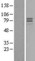 IL23 Receptor (IL23R) Human Over-expression Lysate