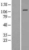 NALP12 (NLRP12) Human Over-expression Lysate