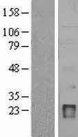 IGJ (JCHAIN) Human Over-expression Lysate