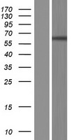 MAPK15 Human Over-expression Lysate