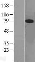 ERK5 (MAPK7) Human Over-expression Lysate
