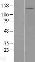 DHX30 Human Over-expression Lysate