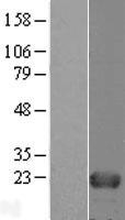 HINT3 Human Over-expression Lysate