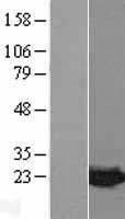 MDP1 Human Over-expression Lysate