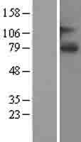 SLCO1A2 Human Over-expression Lysate