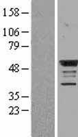 BMP4 Human Over-expression Lysate