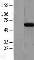 CPNE4 Human Over-expression Lysate