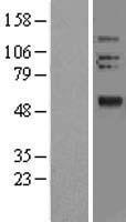 OLFM2 Human Over-expression Lysate