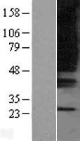 OXGR1 Human Over-expression Lysate