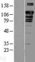 BAT3 (BAG6) Human Over-expression Lysate