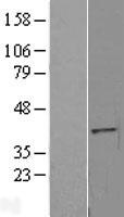ERI2 Human Over-expression Lysate