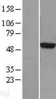 TUBA3D Human Over-expression Lysate
