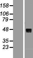 WNT8A Human Over-expression Lysate