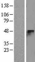 Cyclin E2 (CCNE2) Human Over-expression Lysate