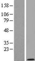 GNG2 Human Over-expression Lysate