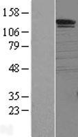 SORCS1 Human Over-expression Lysate