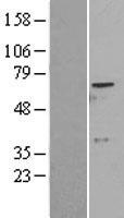 ADCK2 Human Over-expression Lysate