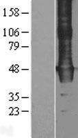 WDR4 Human Over-expression Lysate