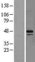 DAP3 Human Over-expression Lysate
