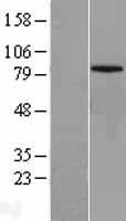 Mitofusin 1 (MFN1) Human Over-expression Lysate