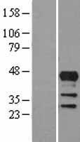 LHX4 Human Over-expression Lysate