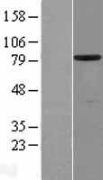 SCIN Human Over-expression Lysate