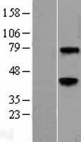 WNT3A Human Over-expression Lysate