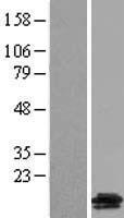 GALP Human Over-expression Lysate