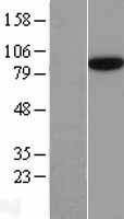 SEC23B Human Over-expression Lysate