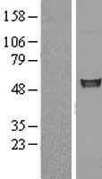 FIZ1 Human Over-expression Lysate