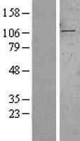 SYTL2 Human Over-expression Lysate