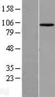 MASTL Human Over-expression Lysate
