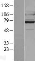 GPR128 (ADGRG7) Human Over-expression Lysate