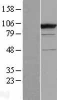 CC2D1B Human Over-expression Lysate